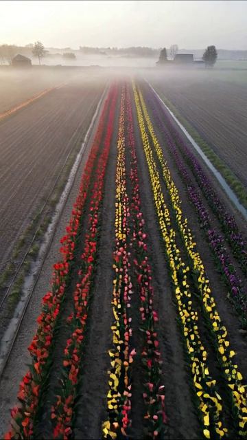 Волшебство цветочных полей: тюльпаны на рассвете #тюльпаны #природа #пейзаж