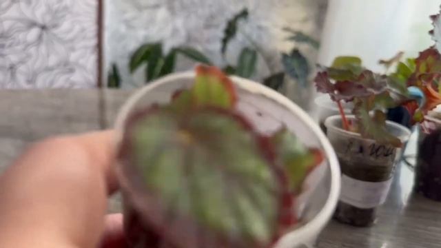 Показ деток Бегоний