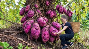 Сбор гигантского дикого фиолетового батата | Продается по шокирующей цене на деревенском рынке.