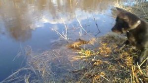 Собака охотится на топляк