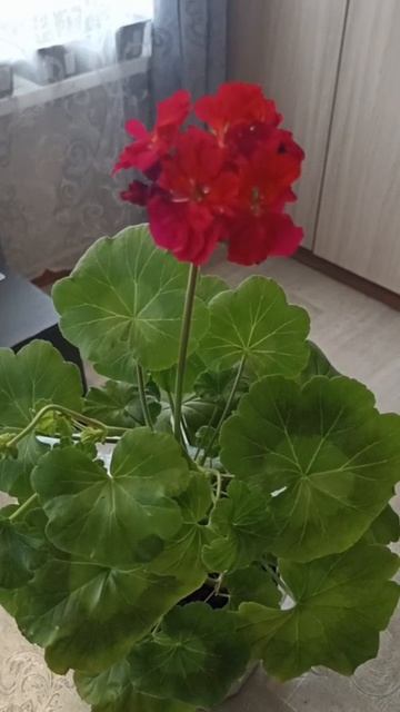 Герань цветёт. 10.04.2026 года.