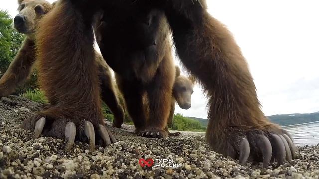Камчатка: вулканы и медведи