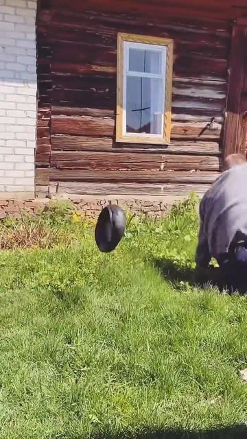 Батя попросил помочь#shorts смотреть онлайн