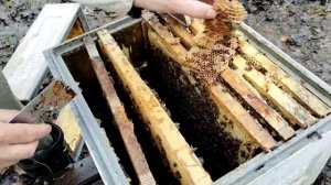 10 апреля  ПЕРВЫЙ ОСМОТР дальнего точка Подмосковье