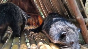 Сплошная милота 08.04.26.