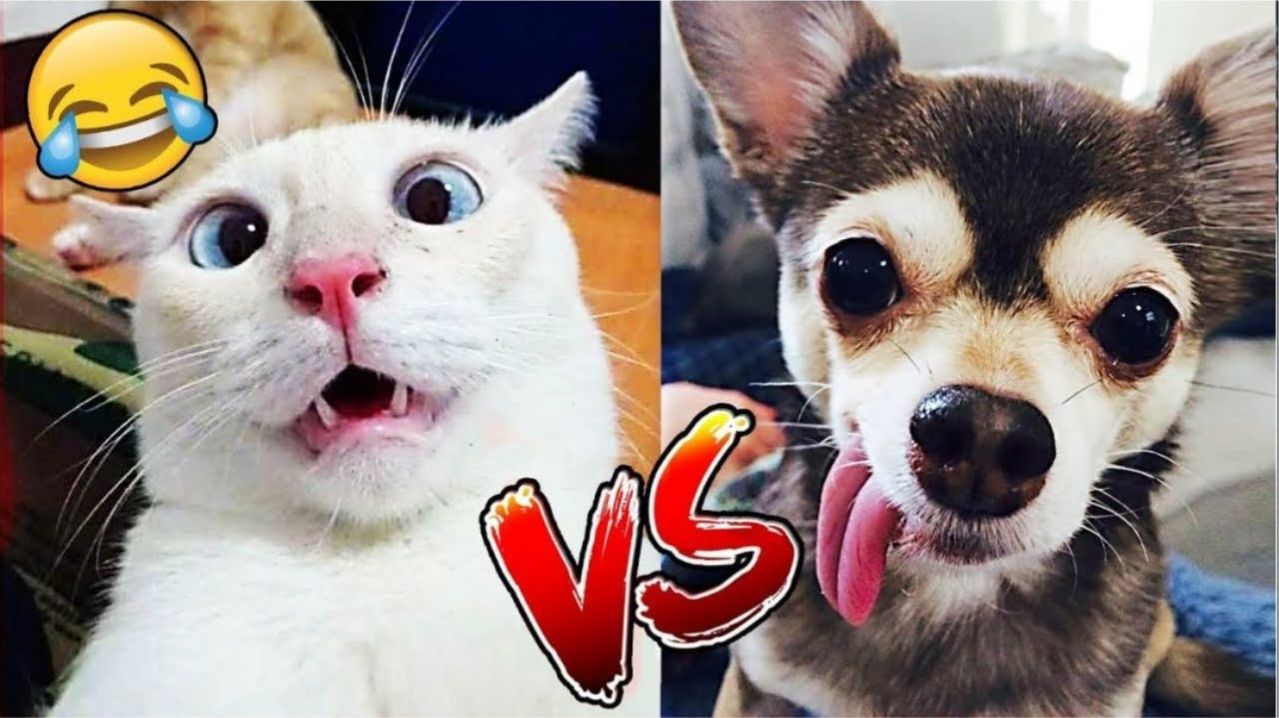 СМЕШНЫЕ КОТЫ | ЛУЧШИЕ ПРИКОЛЫ С КОТАМИ, КОШКИ, ЖИВОТНЫЕ, СМЕШНОЕ ВИДЕО