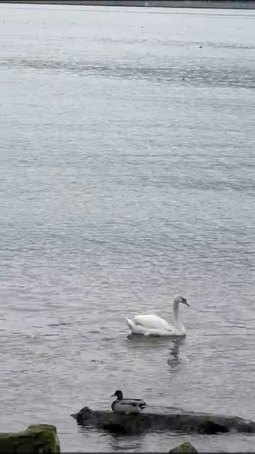 Встретили лебедей. We Met Swans