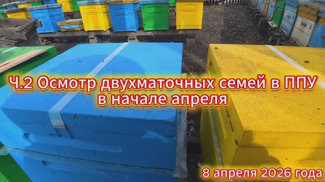 Ч.2 Осмотр двухматочных семей в ППУ в начале апреля