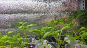 10 апреля Утро, пятница, Московская область.