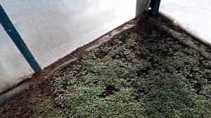 Теплица 10.04.26