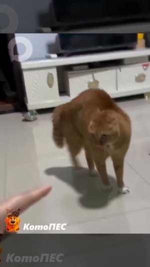 MOV_20260409_220415_848.mp4