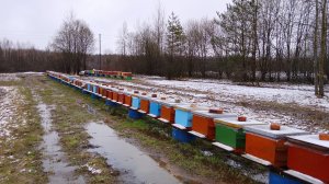 Не зря сделал эту работу! Пчёлы после сокращения. Снова зима!