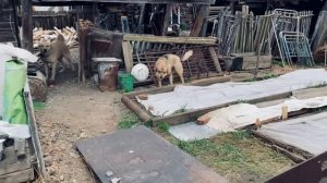 Кто меня кормит Стыдно за это