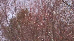 п.г.т.ВАСИЛЬЕВО..На Лыжах по Волжским Островам..20..03..2026.г.