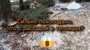 Сильно похолодало. Что с рассадой в теплицах?