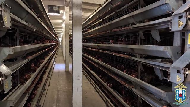 Ростовские правоохранители провели миграционный рейд на птицефабрике в Аксайском районе