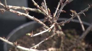 "Дачные советы" 09 апреля 2026