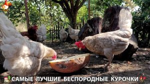 Забавные курочки несушки на сельском подворье 🤗😂😜 (133)