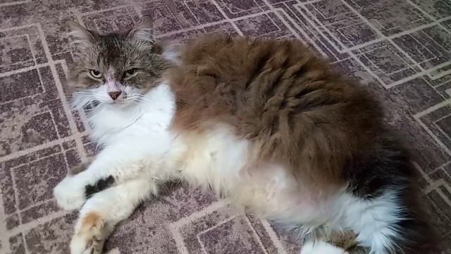 Масяня. Доброе утро