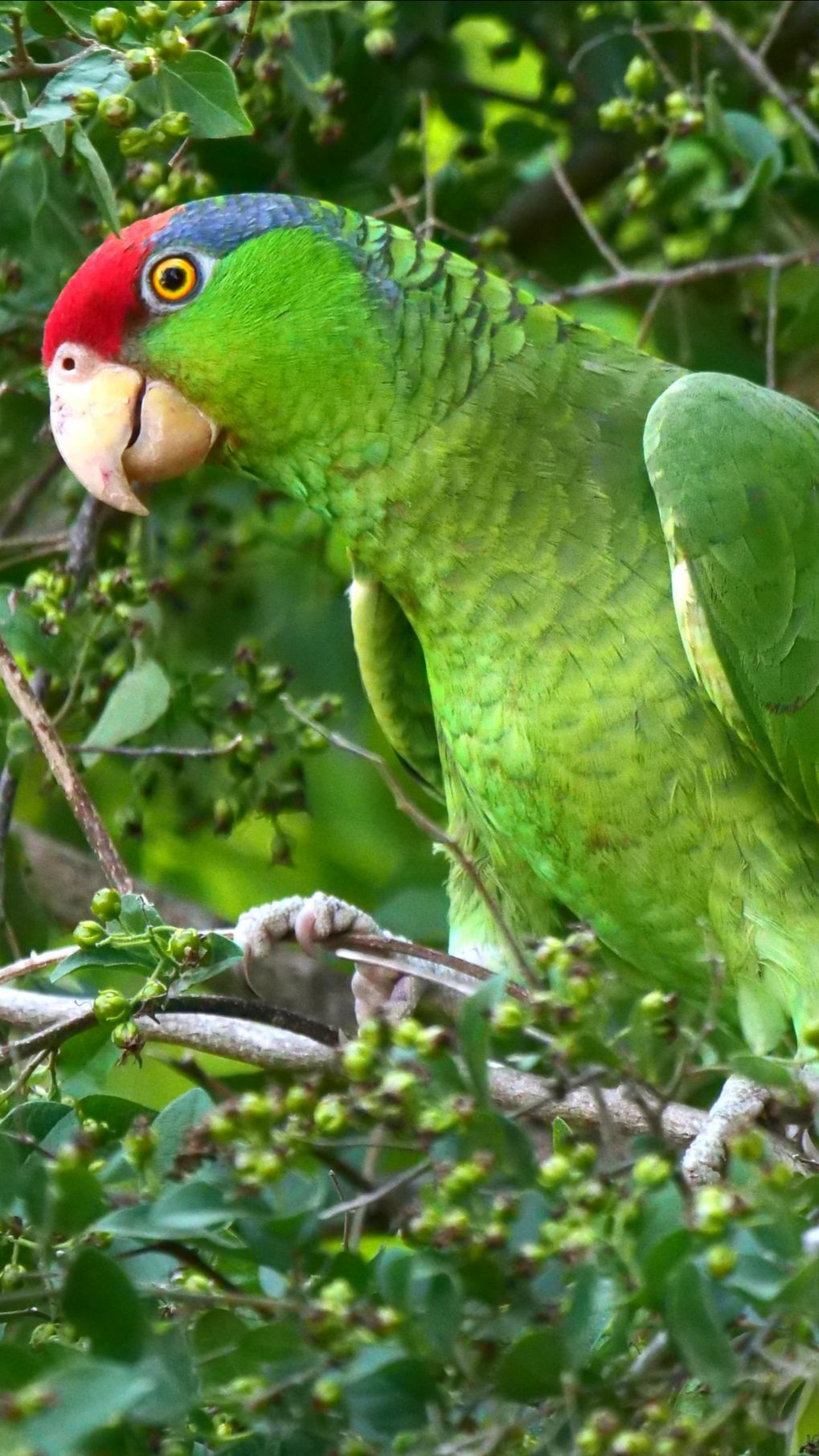 Зеленощекие амазоны (Amazona Viridigenalis)  в Тамаулипасе