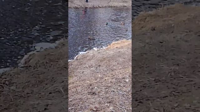 красивая река в городе Ухта: