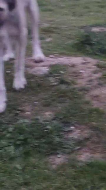 Пристраивается кангал мальчик с мультяшной мордочкой