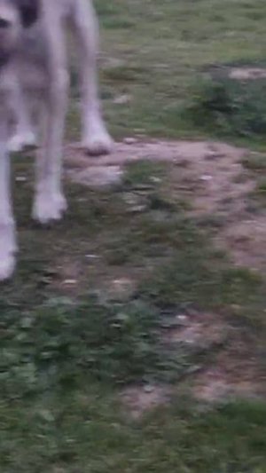 Пристраивается кангал мальчик с мультяшной мордочкой