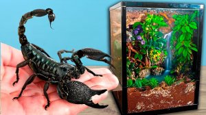 Я построил огромный Террариум для своих Скорпионов!