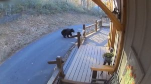 BRAIN TIME.  105 НЕВЕРОЯТНЫХ МОМЕНТОВ, СНЯТЫХ НА ЗАДНЕМ ДВОРЕ