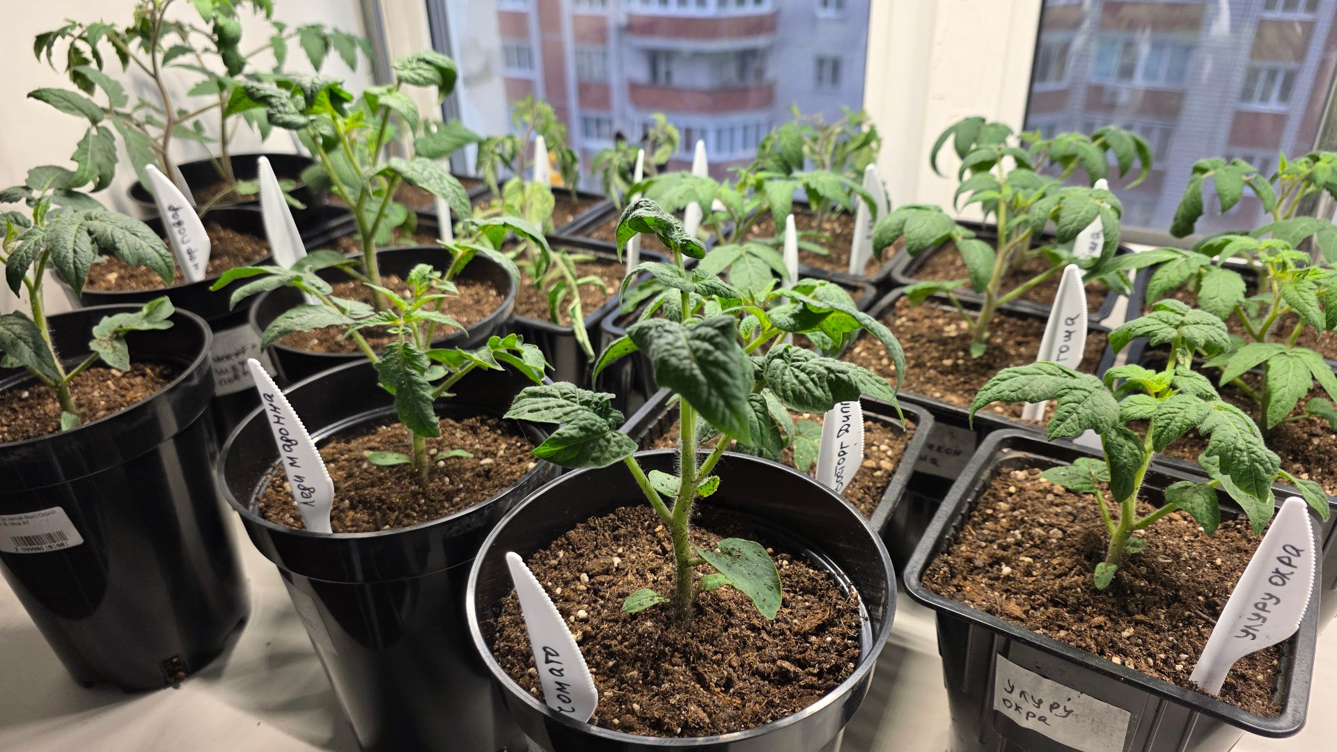 ОБЗОР РАССАДЫ 10 АПРЕЛЯ 2026. ГНОМЫ КАПРИЗНИЧАЮТ.