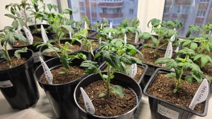 ОБЗОР РАССАДЫ 10 АПРЕЛЯ 2026. ГНОМЫ КАПРИЗНИЧАЮТ.