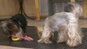 Апельсин. Йорки. 13-04-2026