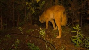 Пушистая банда отправилась на рыбалку. Поймали окуней, жарим