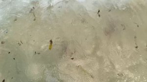 Пляж с морскими звездами .... 08.04.26. Вьетнам