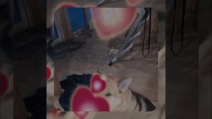 1000055623.mp4 (Собака наблюдает за устройством лестницы на 2-ой этаж в доме А-фрейм)