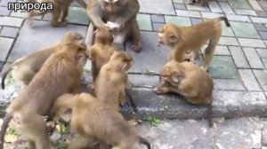 ДИКИЕ ОБЕЗЬЯНЫ. ТАИЛАНД