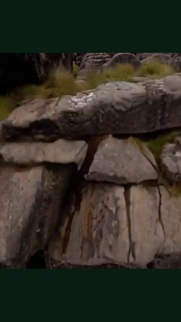 #природа #зеленыймир #экологическоесознание #животные