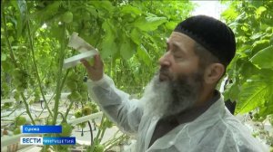 В Ингушетии продолжается фитосанитарный мониторинг тепличных хозяйств