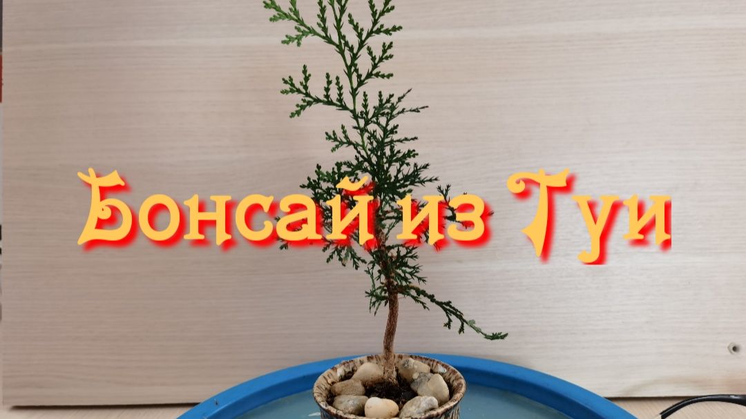 Бонсай маме из Туи