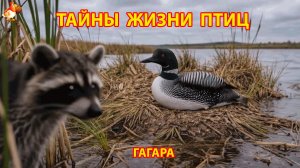 Тайны жизни птиц в природе – Гагара