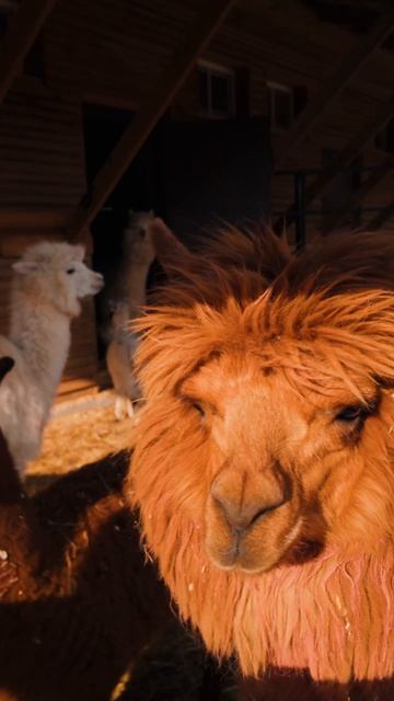 Какие же они милашки 😍😍😍  еще больше альпак и не только в большом видео, переходи, смотри, ставь❤