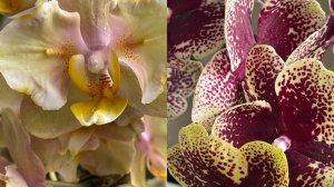 Ну наконец-то и у меня они появились🌸🌸🌸