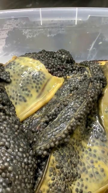 Купить чёрную икру.