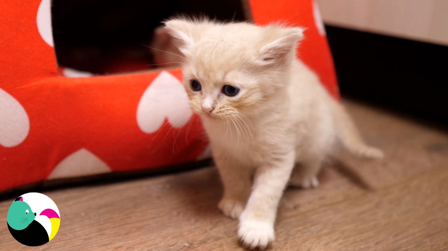 Котята забрались в домик и не хотят идти к маме.