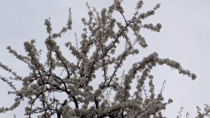 Просто белоснежная красота!Алыча цветёт в Кисловодске #апрель2026 #Кисловодск