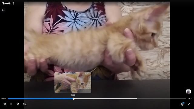 Котята питомника кошек  ДЖЕЙБО КУН