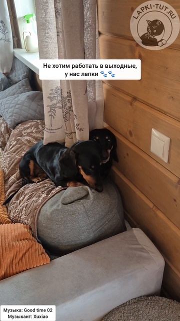 Таксокоманда прячется от кота-босса Тайсона и его поручений 🤣

#лапкитут #таксы #пятница #смешныесоб