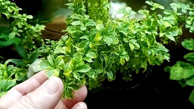 Выставка в Анапе, 5 апреля.2 часть.