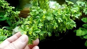 Выставка в Анапе, 5 апреля.2 часть.