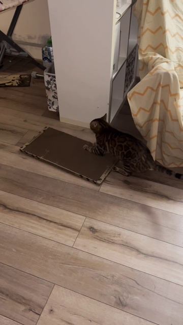 Кот Лео и когтеточка❤️